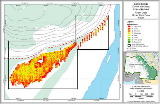 Health status of Baikal Sedge on the Alsek Dune (See long description below)