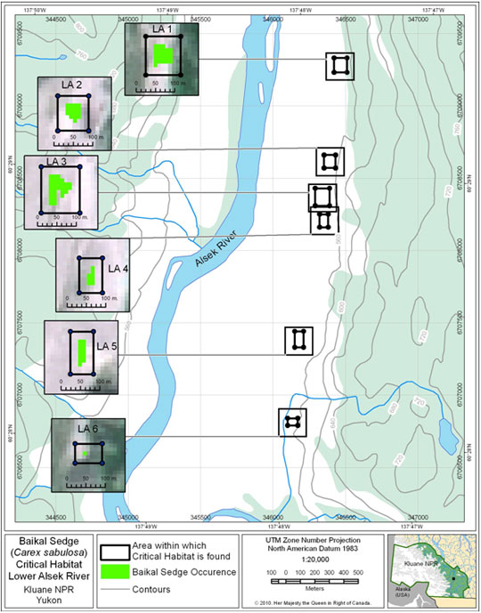 Critical Habitat of Baikal Sedge on the Lower Alsek Dune (See long description below)
