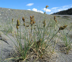 Baikal Sedge (Carex sabulosa) (See long description below)