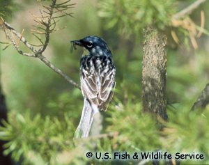 Paruline de Kirtland