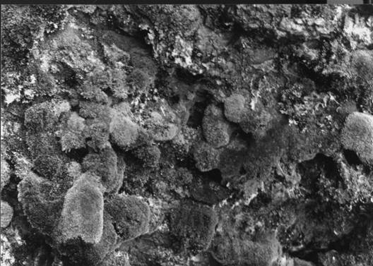 Figure 1. Closeup of Mmac1 population in Mountain Park, Albertashowing the deep, spongy cushions of Mielichhoferia macrocarpa