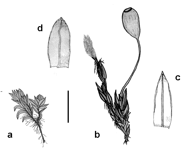 Figure 2.  Mielichhoferia macrocarpa details drawn from plants of the Whitehorse Creek Rapids population. a male plant.b female plant. c older leaf taken from base of the sporophyte. Note the recurved margins and loss of color in all but the costa. d younger leaf from shiny green new growth of stem. Note lax leaf cells and plane, entire margins with longer thinner cells. Scale bar: 0.4 cm for a and b and 0.6 mm for c and d.