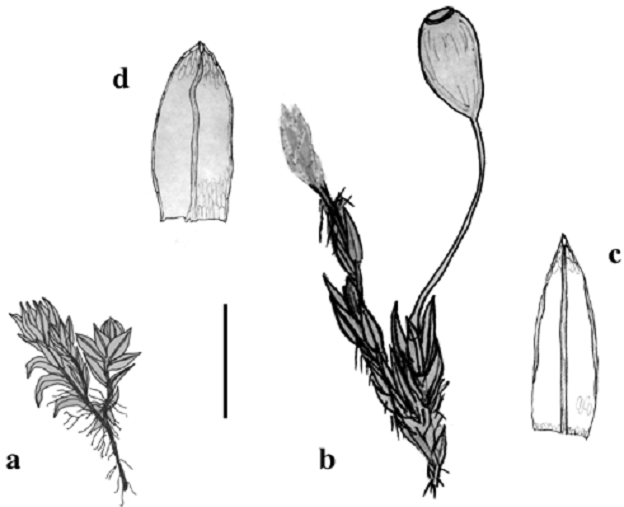 Figure 2.  Morphologie détaillée du Mielichhoferia macrocarpa, d’après des spécimens provenant de la population des rapides du ruisseau Whitehorse. a : sporophyle mâle. b : sporophyle femelle. c : vieille feuille (perichaetal) prélevée à la base du sporophyle (noter les bords recourbés et le limbe décoloré sauf sur la nervure). d : feuille plus jeune, prélevée dans une partie nouvelle (verte et luisante) de la tige (noter les cellules lâches et les marges planes et entières dont les cellules sont plus longues et plus étroites). La barre équivaut à 0,4 cm dans les dessins a et b et à 0,6 mm dans les dessins c et d.