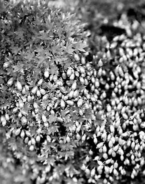 Figure 3.  Gros plan d’une colonie de Mielichhoferia macrocarpaphotographiée au bord du ruisseau Whitehorse. On peut voir l’abondance des sporophytes, dont les soies sont en grande partie cachées par les innovations.
