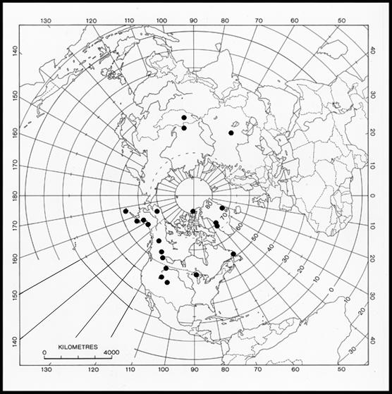 Figure 4. Global distribution of Mielichhoferia macrocarpa showing holarctic disjunct pattern