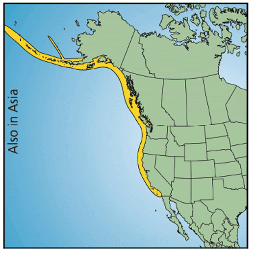 Figure&nbsp;1. North American distribution of the Rougheye/Blackspotted Rockfish complex. (See long description below)