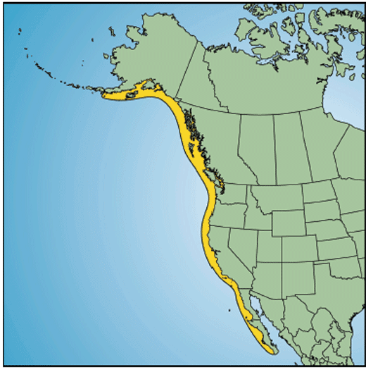 Figure&nbsp;3. North American distribution of Longspine Thornyhead. (See long description below)