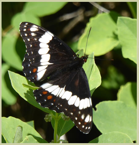 Photo of Weidemeyer's Admiral