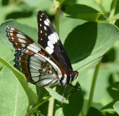 Photo of Weidemeyer's Admiral (see long description below)