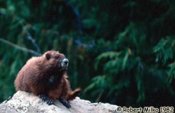 Marmotte de l’île de Vancouver