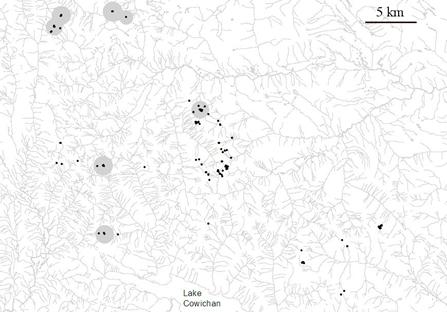 Figure 6.     Changes in marmot density and distribution in theNanaimoLakesregion. The area depicted is 1127 km². Shown are mean densities of adults over two five-year periods, with the lightest to darkest levels of shading corresponding to low (0.1-5 adults/km²), moderate (5.1-10 adults/km²) and high densities (10.1-20 adults/km²). B) 2002-2006