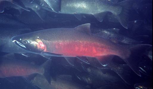 Underwater photo of a school of Coho Salmon