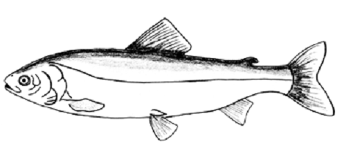 cisco de l’Alaska (Coregonus laurettae)