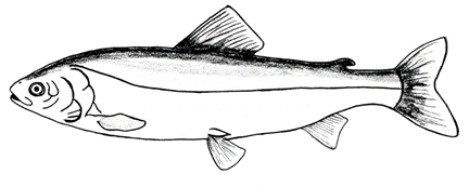 Bering Cisco (Coregonus laurettae)