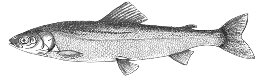 A Bering Cisco Depicted from a Photograph of a Mature Adult Captured in the Yukon River, Alaska