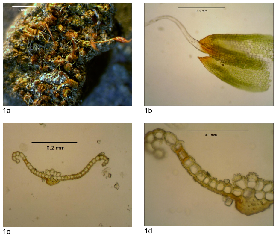 Four photos showing the whole plant and illustrations of the Tiny Tassel.