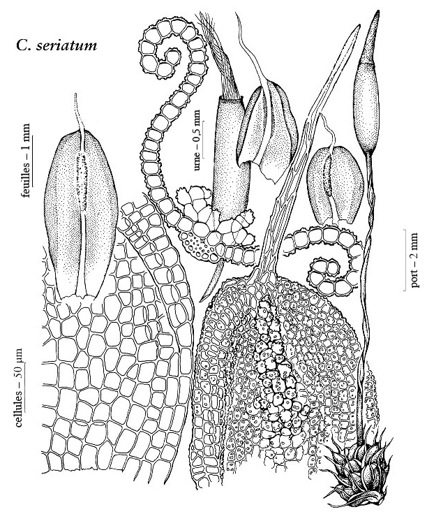 Illustration du petit pompon