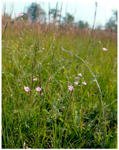 Photo ofGattinger's Agalinis