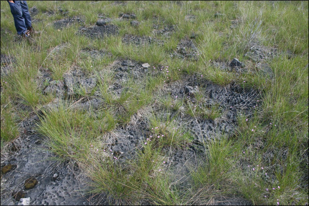 Photo of Gattinger's Agalinis in bloom