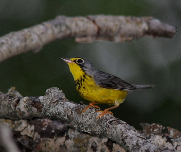 Paruline du Canada (Cardellina canadensis) : programme de rétablissement  2016 