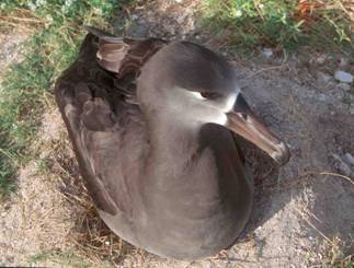 l’Albatros à pieds noirs (Phoebastria nigripes)