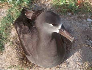 Black-footed Albatross (Phoebastria nigripes)