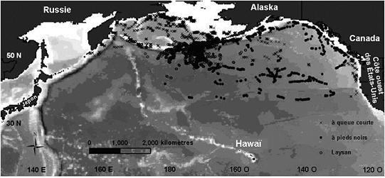 Figure 3.    Carte du Pacifique Nord montrant de multiples points d’observation de 3 espèces d’albatros (Albatros à pieds noirs : n = 10) suivies par transmetteurs de satellite au cours de l’été 2005.