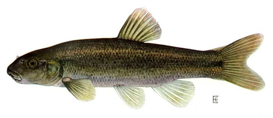 Cutlip Minnow (Exoglossum maxillingua)