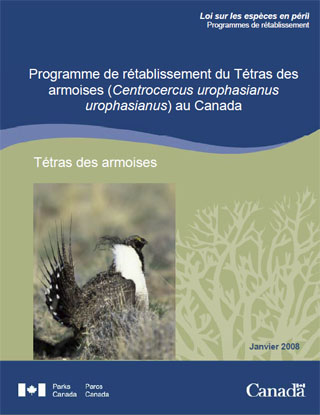 Loi sur les espèces en péril - Programme de rétablissement du Tétras des armoises (Centrocercus urophasianus urophasianus) au Canada (Janvier 2008).