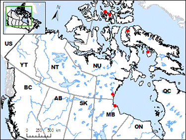 Known Ross’s Gull (Rhodostethia rosea) breeding locations in Canada (See long description below)