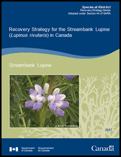 Photo: Streambank Lupine