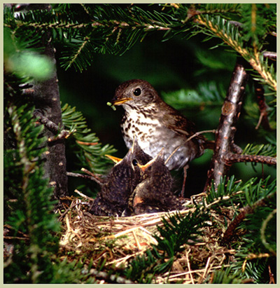 Photo of Bicknell’s Thrus