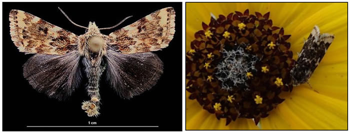 Two photos of the Gold-edged Gem. (see long description below)