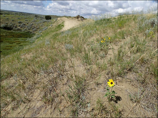 Photo of Gold-edged Gem habitat (see long description below)