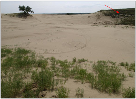 Dunes with vegetation (see long description below)