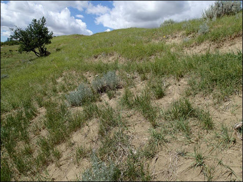 Photo of a slope containing Prairie Sunflowers (see long description below)