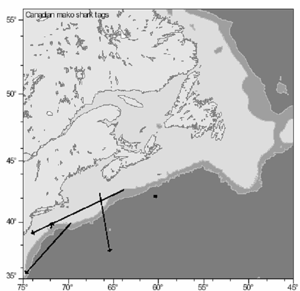 Figure 2.  Shortfin mako sharks tagged between 1961-1972 in the Canadian tagging program. From Campana et al. 2004.