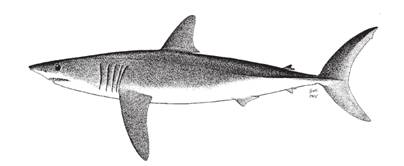 Figure 1. Requin-taupe bleu (Isurus oxyrinchus). Tiré de Compagno, 2001.