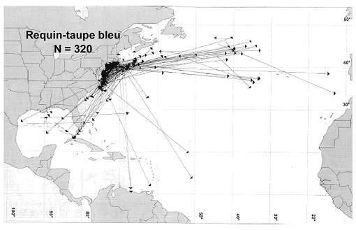 Figure 3.    Recaptures de spécimens de requins-taupes bleus marqués dans le cadre du programme de marquage des requins du NMFS. Modifié à partir de la figure 38 de Kohler et al., 1998.