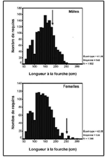 Figure 6. Fréquence de longueur des requins-taupes bleus mâles et femelles (année, secteur et saison confondus), d’après les données recueillies de 1979 à 2002 dans le cadre du PIO dans les eaux entourant Terre-Neuve, sur la plateforme Scotian et au large de la côte sud de la Nouvelle-Écosse. La longueur à la maturité (longueur à la fourche) est de 250 à 280 cm chez les femelles et de 185 à 205 cm chez les mâles.