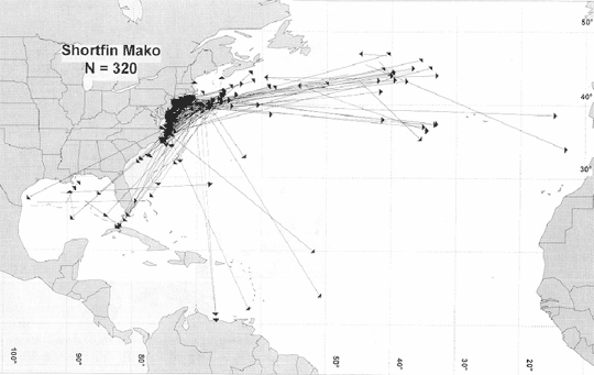 Figure 3.  Recaptures of shortfin makos tagged by the NMFS Shark Tagging Program. Figure adapted from Fig. 38 of Kohler et al. 1998.