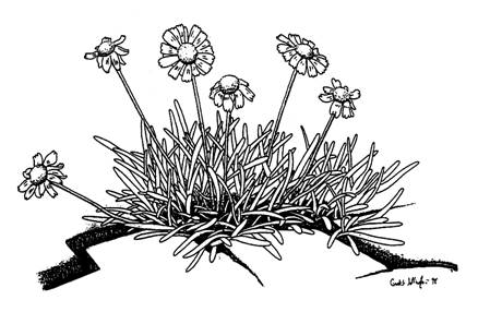Figure 1.&nbsp; Illustration of Hymenoxys herbacea by Jack Wellington.