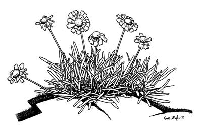 Figure 1. L’Hymenoxys herbacea (dessin de Jack Wellington).