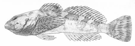 "Eastslope" Sculpin (Cottus sp.)