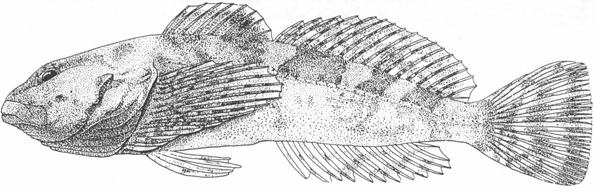 Figure 1. Illustration of Cottus bairdii.