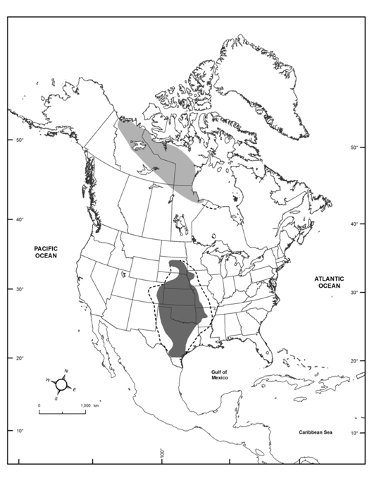 Global distribution of Harris’s Sparrow during breeding (light  gray; adapted from James et al. 1976