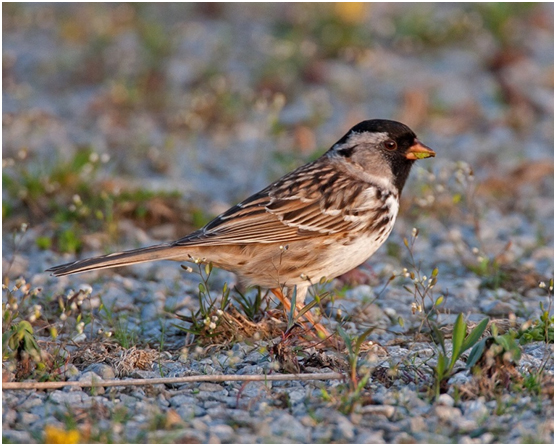 Harris’s Sparrow