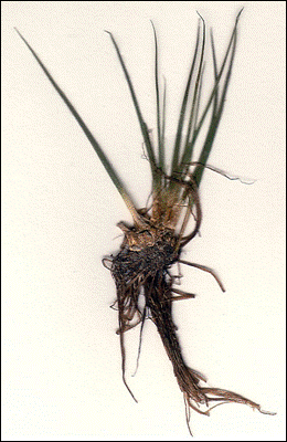 Figure 1: Single plant of Isoetes bolanderi.