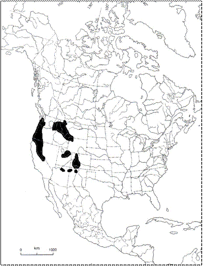 Figure 2: Global range of Isoetes bolanderi