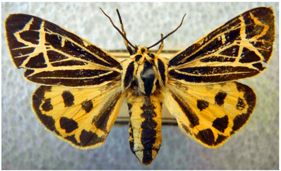 Photo of an adult Island Tiger Moth (see long description below).